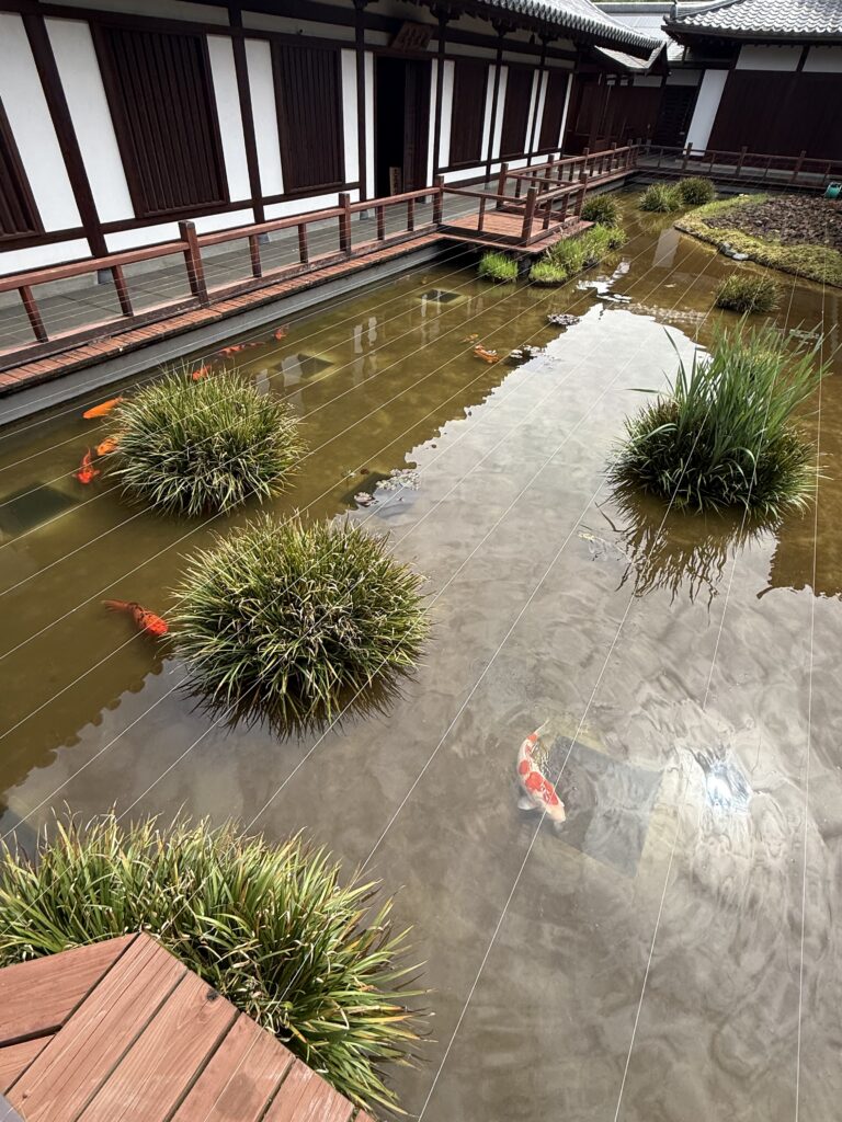 真光寺 錦鯉の池