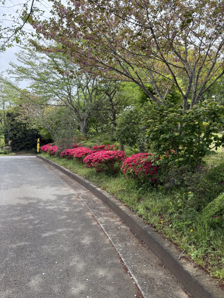 真光寺 参道のツツジ