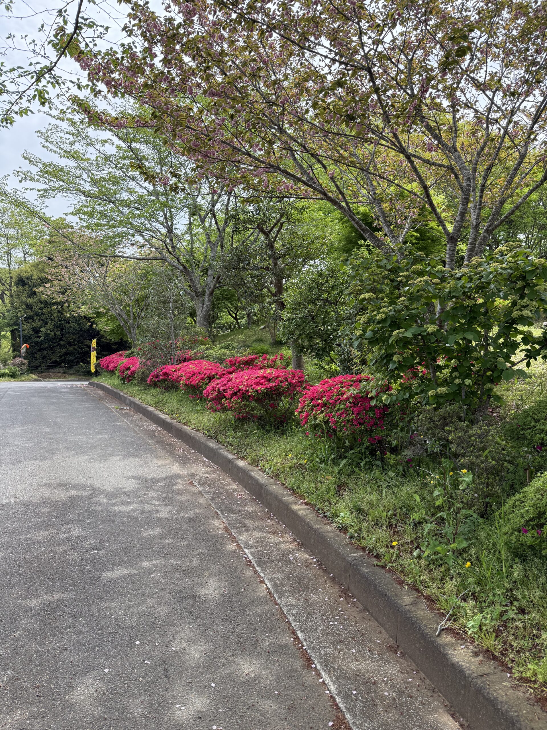 真光寺 参道のツツジ