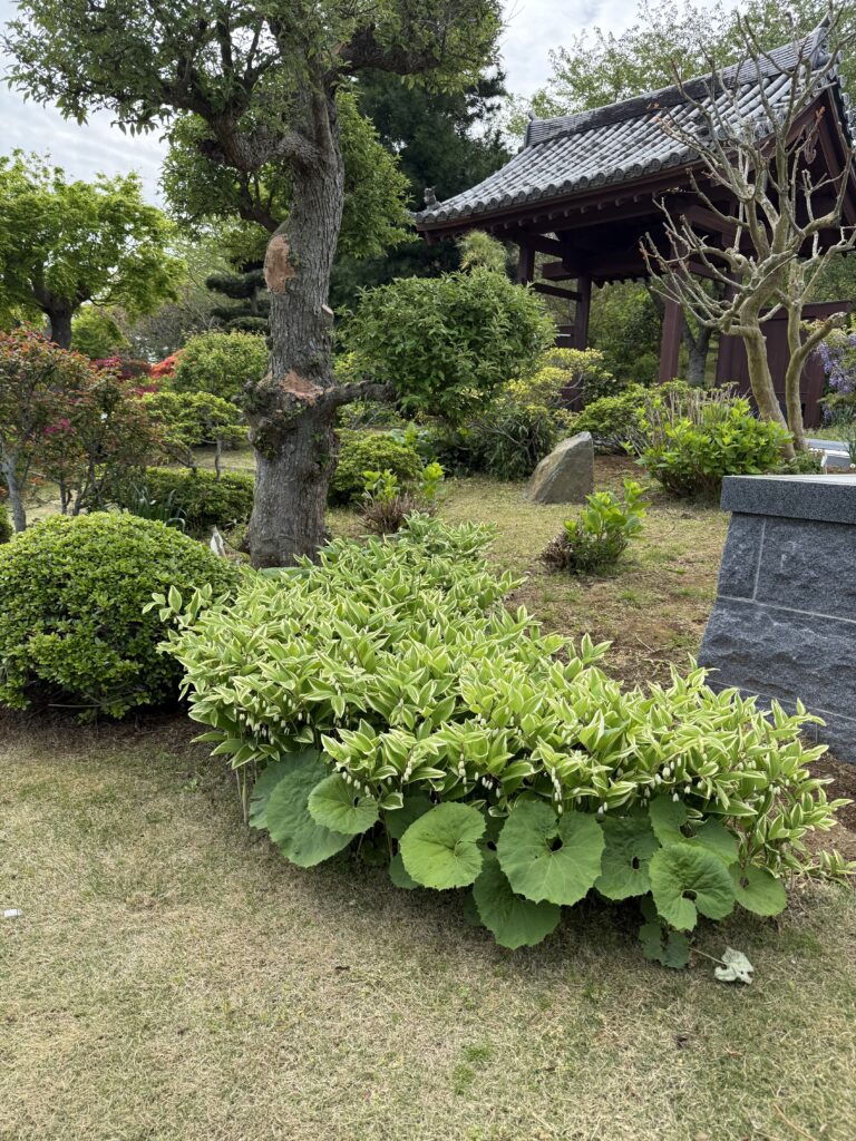 真光寺 ナルコユリ