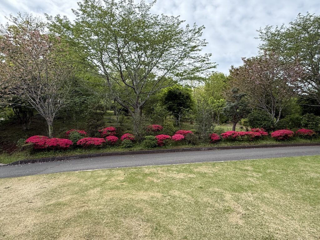 真光寺 参道のツツジ